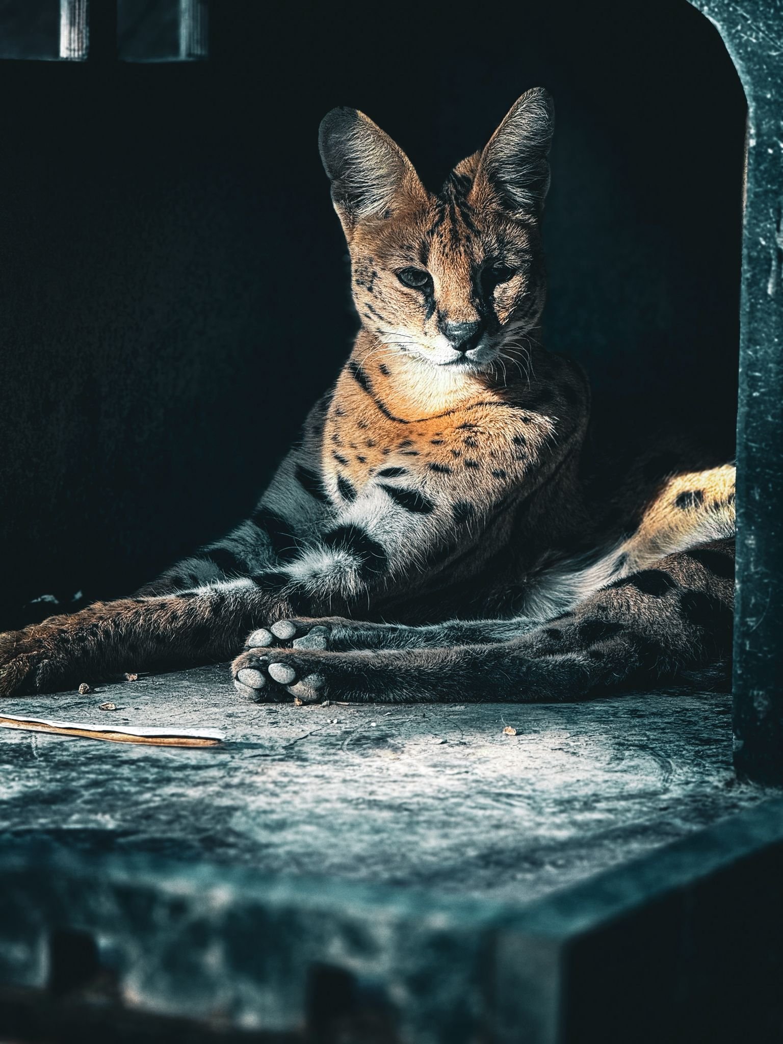 Serval cat in shadow